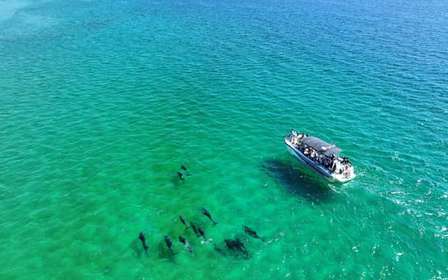 Setúbal: Tour in barca per l'osservazione dei delfini