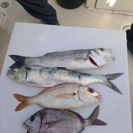 Escursione di pesca di mezza giornata