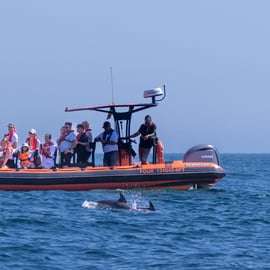 Cascais: Tour di avvistamento dei delfini