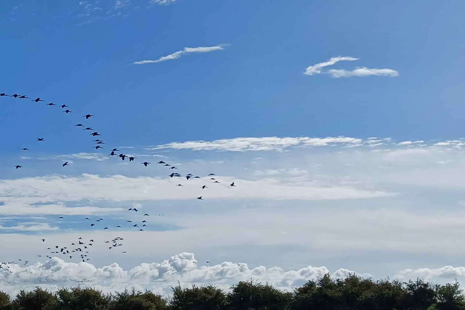 Lisbona: Tour in barca per il birdwatching nella Riserva Naturale dell'Estuario del Tago