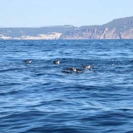 Lisbona: safari oceanico con biologi marini