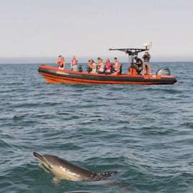 Cascais: Tour di avvistamento dei delfini