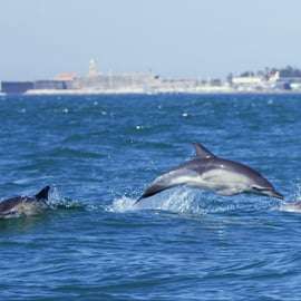 Lisbona: Tour in barca per l'osservazione dei delfini