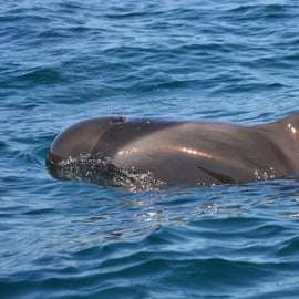 Sesimbra: Tour in barca per l'avvistamento dei delfini con guida biologa