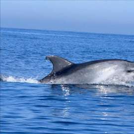 Cascais: Tour in motoscafo per osservare i delfini