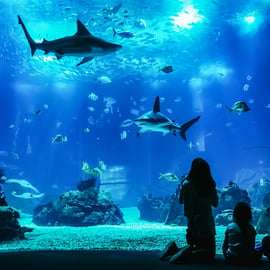 Lisbona: Biglietto d'ingresso per l'Oceanario di Lisbona