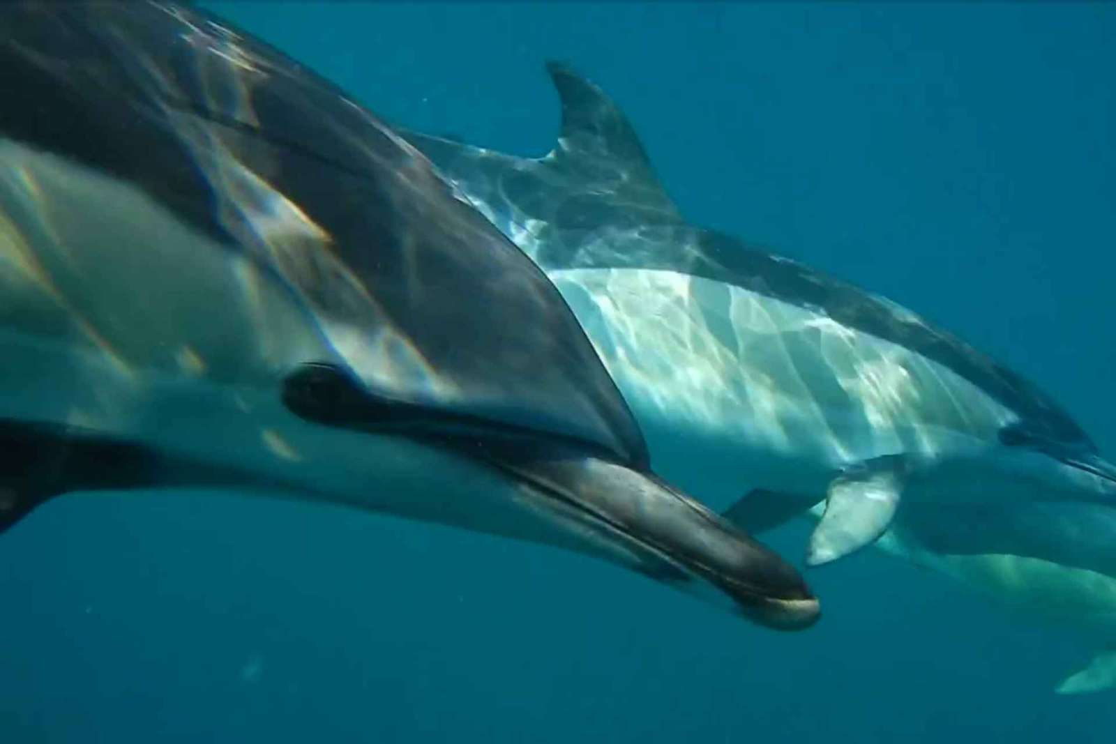 Lisbona: Osservazione dei delfini con un biologo marino