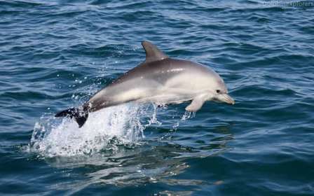 Cascais: Tour in motoscafo per osservare i delfini