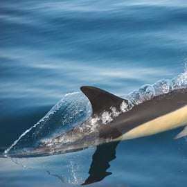 Setúbal: Tour in barca per l'avvistamento dei delfini