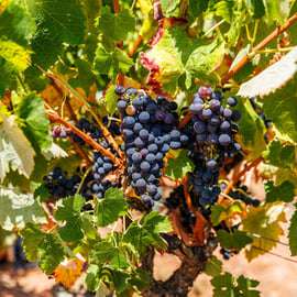 Lisbona: Escursione di un giorno a Arrábida e Sesimbra con il vino