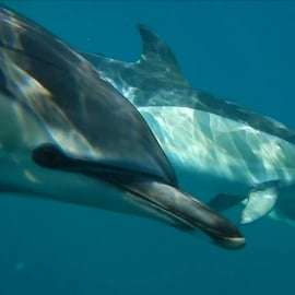 Lisbona: Osservazione dei delfini con un biologo marino